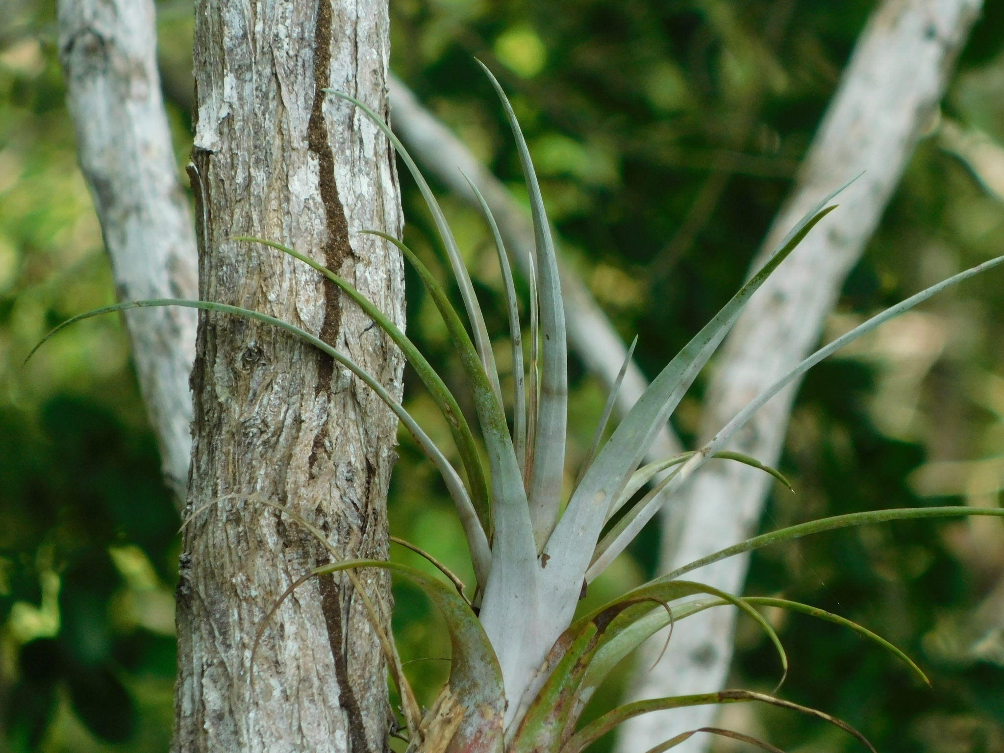 Tillandsia dasyliriifolia